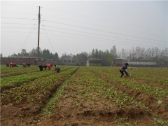 土壤養(yǎng)分速測儀的速測方法是什么？