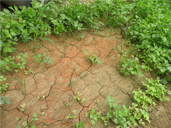 土壤養(yǎng)分速測儀為農(nóng)民朋友解決煩惱 土壤養(yǎng)分速測儀為農(nóng)民朋友解決煩惱