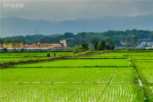 土壤水分速測(cè)儀調(diào)節(jié)土壤水分的方法？