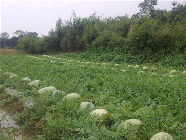 土壤墑情速測(cè)儀在現(xiàn)代土壤墑情監(jiān)測(cè)中的作用 土壤墑情速測(cè)儀在現(xiàn)代土壤墑情監(jiān)測(cè)中的作用