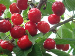 土壤養(yǎng)分速測儀是怎么測定土壤養(yǎng)分的？