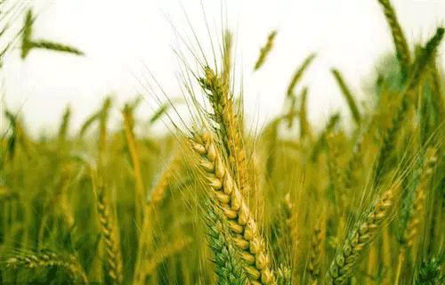 土壤墑情速測(cè)儀 土壤墑情速測(cè)儀