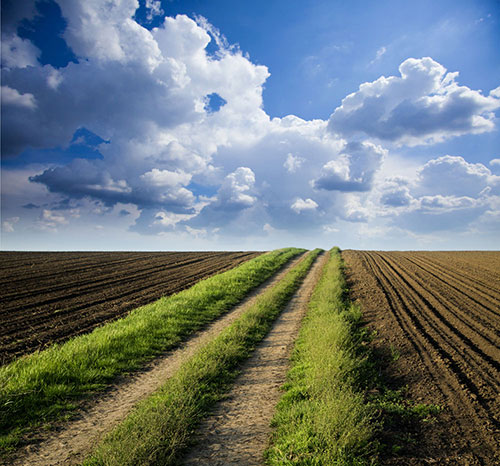 土壤墑情自動(dòng)檢測儀幫助火龍果種植過程 土壤墑情自動(dòng)檢測儀幫助火龍果種植過程