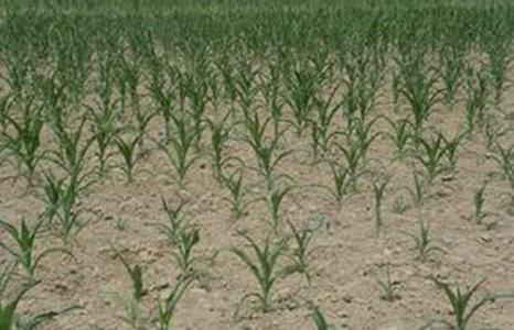 植物生長干涸的環(huán)境 植物生長干涸的環(huán)境