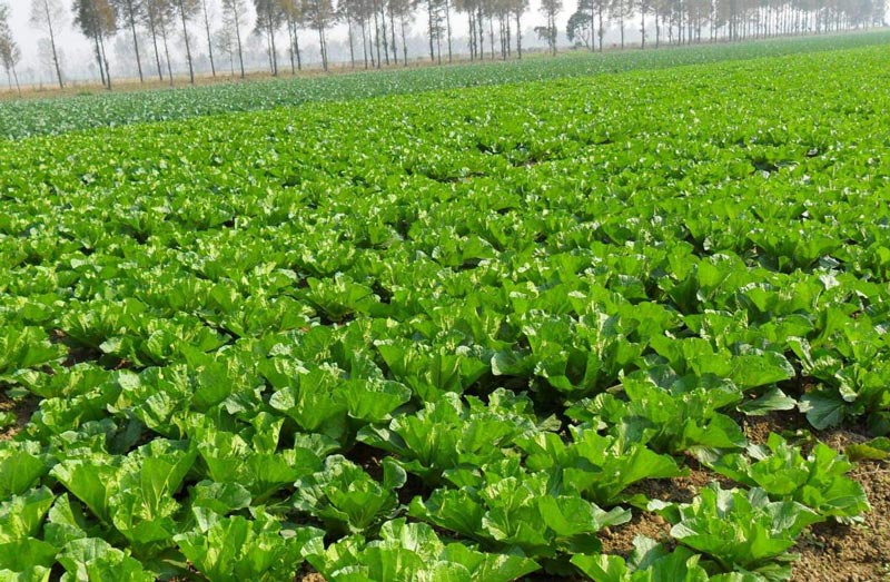 土壤墑情監(jiān)測需要怎么取樣？