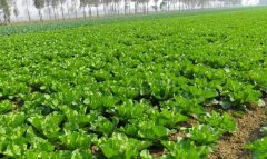 農業(yè)土壤墑情監(jiān)測系統(tǒng)科學控制土壤濕度