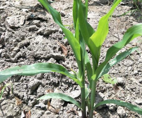 土壤墑情如何實現(xiàn)自動監(jiān)測？