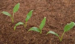 物聯(lián)網技術在土壤墑情監(jiān)測系統(tǒng)中的應用