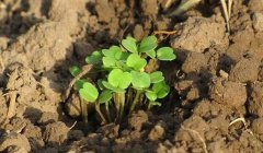 有了物聯(lián)網(wǎng)，土壤墑情監(jiān)測系統(tǒng)才有了“生命”！