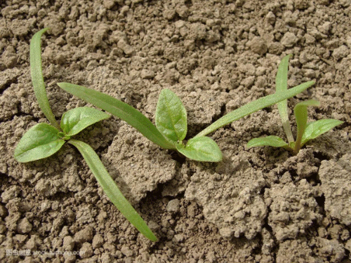 土壤墑情監(jiān)測系統(tǒng)為種植提供參考數據 土壤墑情監(jiān)測系統(tǒng)為種植提供參考數據