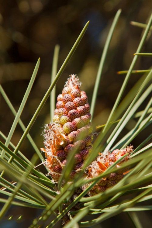 土壤水分實(shí)時監(jiān)測設(shè)備是如何在菠蘿園發(fā)揮作用的？